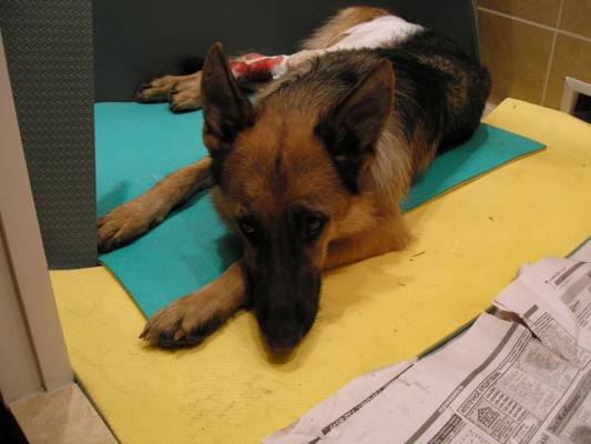 ��������� LAE12