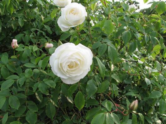 ����,05/2009,Volksgarten