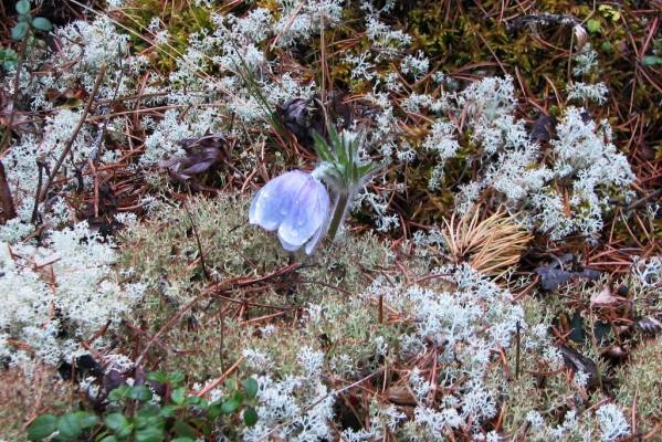 Wild Crocus 2