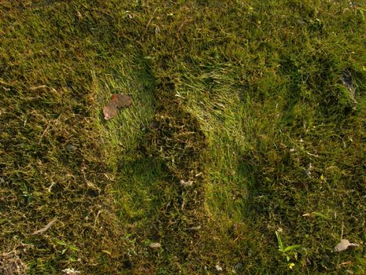 ���� ������� ��������