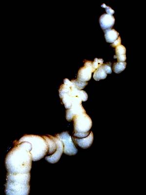 � ����� ���-���