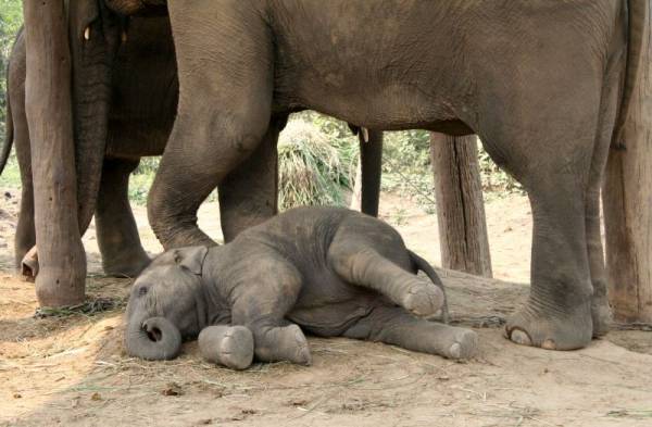 ����� ��������