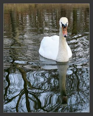 ������ ��������