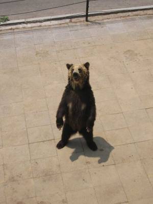 ������ � ���� �� ������ ))