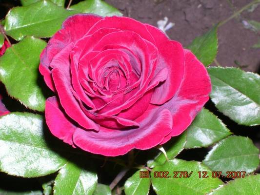 Beatiful