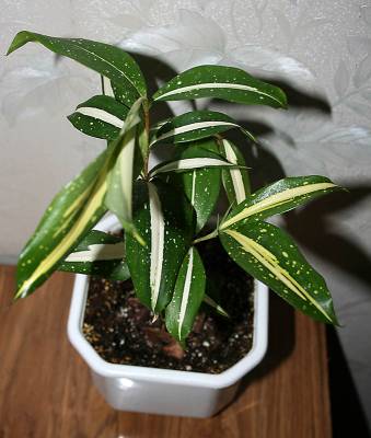 Dracaena surculosa Friedmanii 