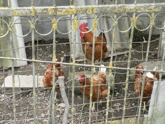 ���� ����� �����