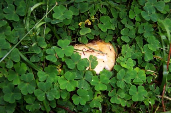 champignons