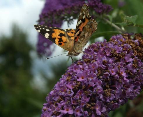 schmetterling