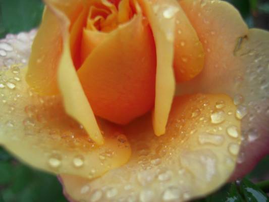 �������� �����