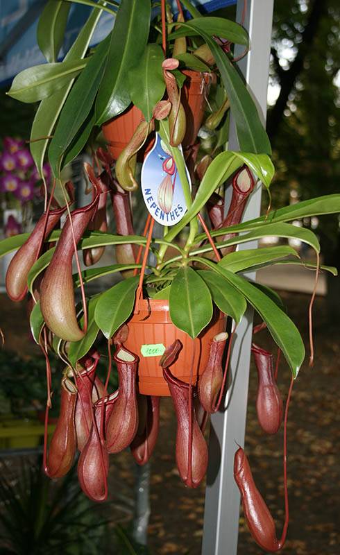 Кувшиночник фото закрытый Фото "Непентес" 120.1 k (490x800) IMG_7923bb.jpg