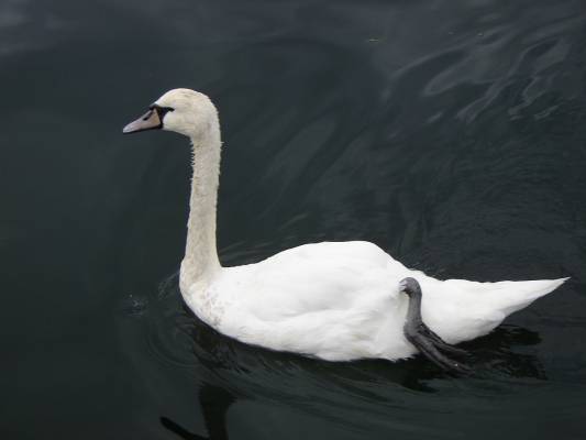 ����� ��� ����� �����