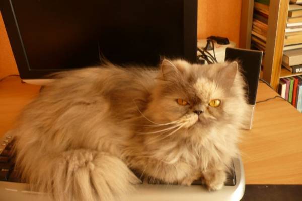 �� �����