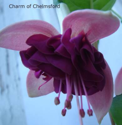 Charm of Chelmsford    