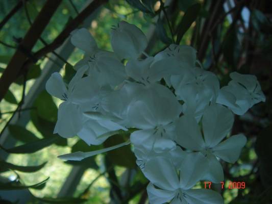 Plumbago auriculata var. alba