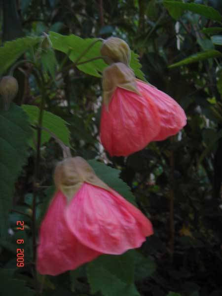 Abutilon