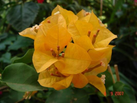 BOUGAINVILLEA Thai Gold