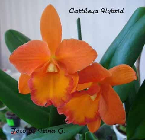 Cattleya hibryd