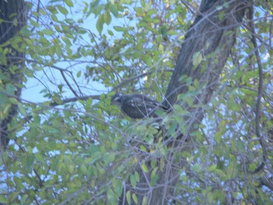 ������(?)