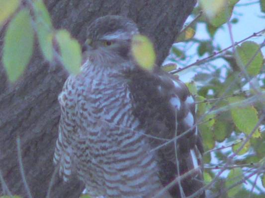 ������-3(?)