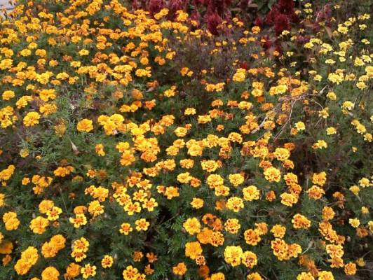 ��������� ����