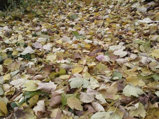 ����� �� ������