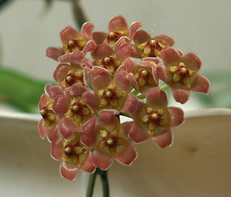 Hoya David Cumingii