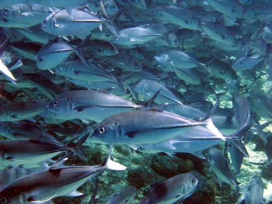School of jackfishes