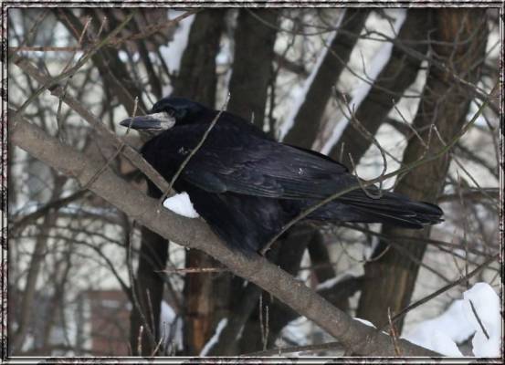 ���������� �����