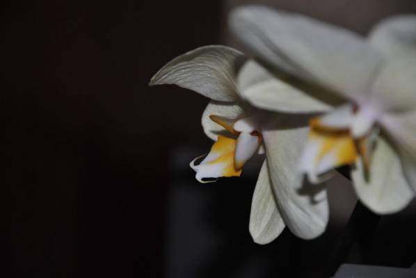 orchid