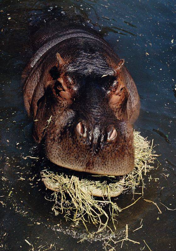 ��������� �������.