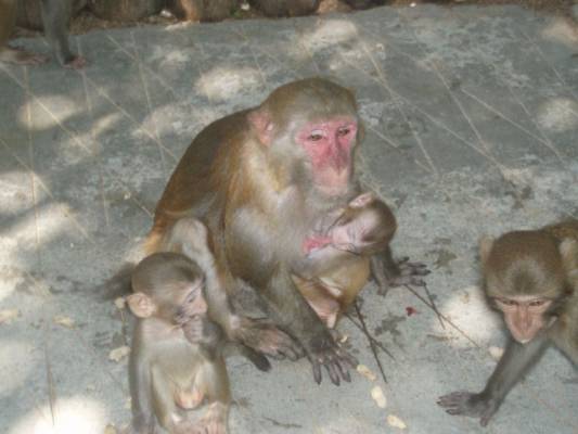 ��� ��� � �����...