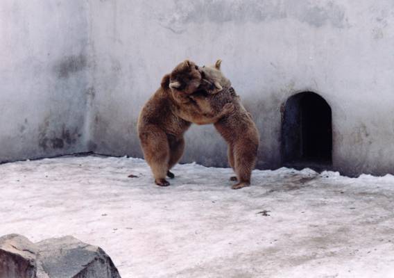 ������� �����������