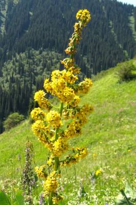 Желтый цветок  (из цикла голные цветы)