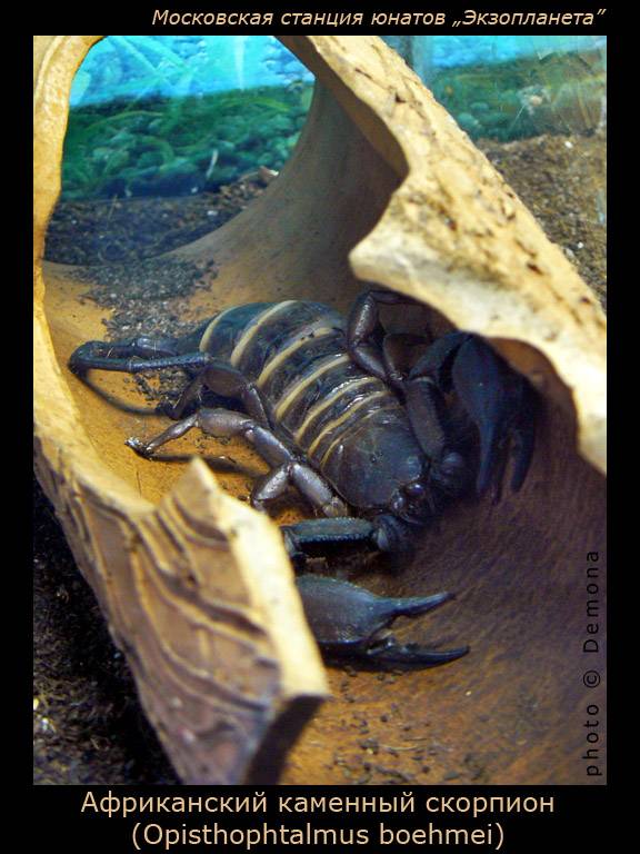 ����������� ��������