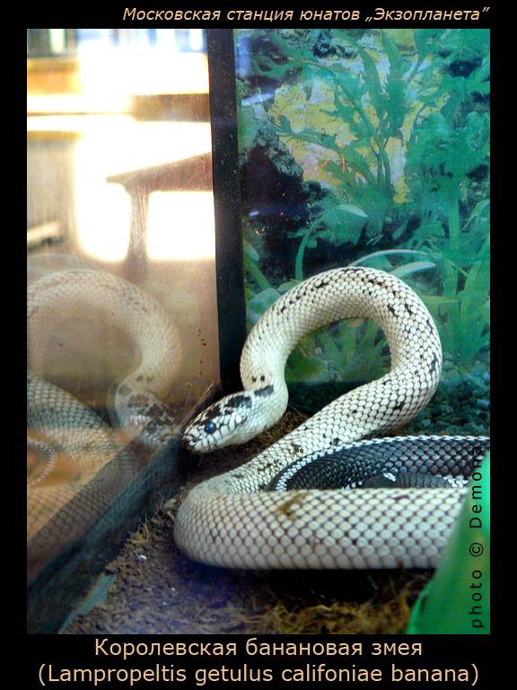 ����������� ��������� ����