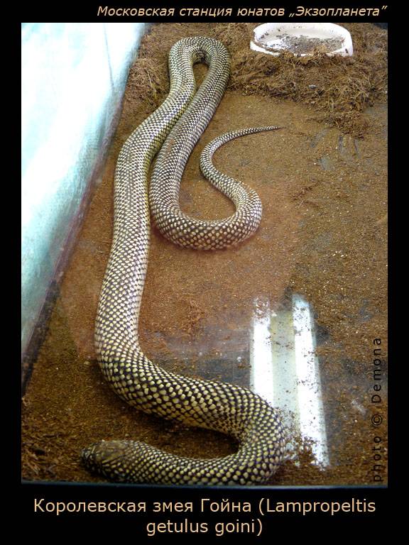 ����������� ���� �����