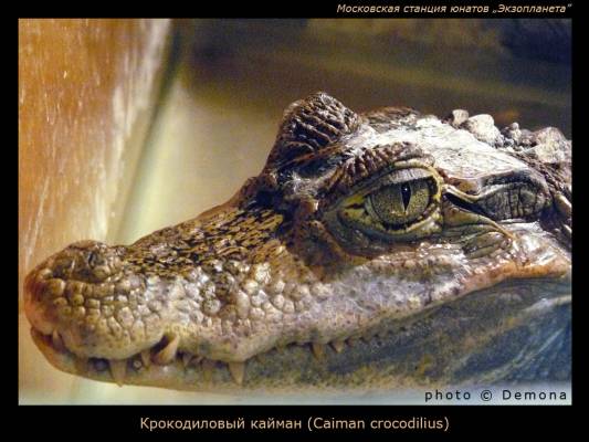 ������������ ������