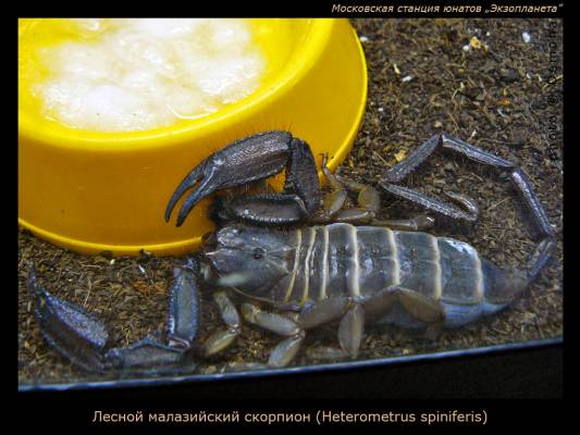 ������ ��������