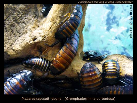 �������������� �������