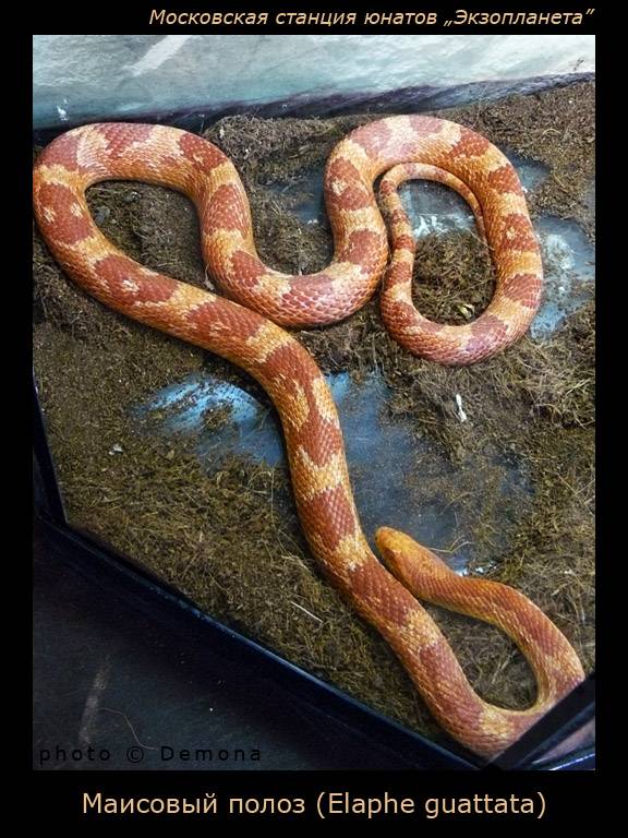 �������� �����