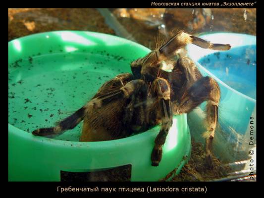 ���� �������