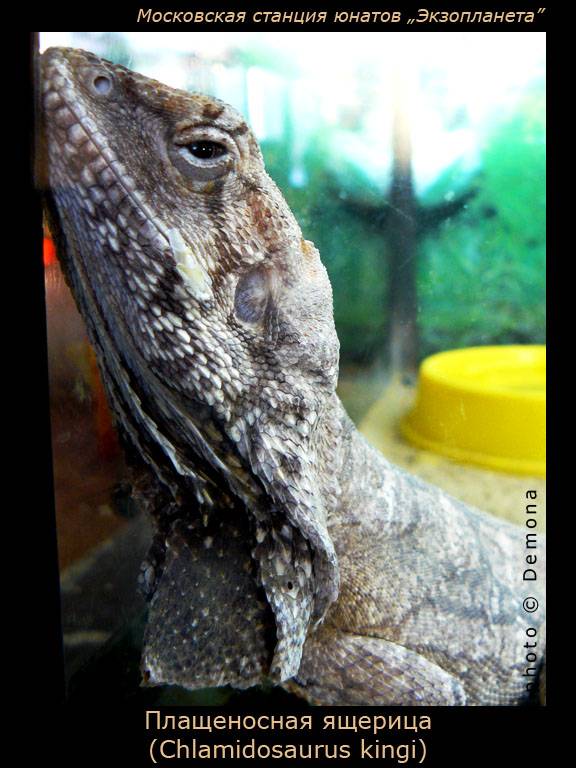 ����������� �������