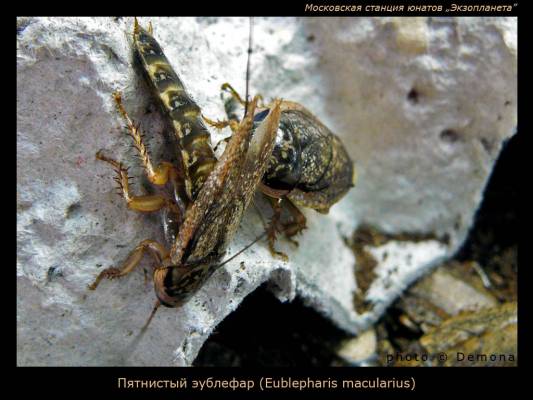 ��������� ��������