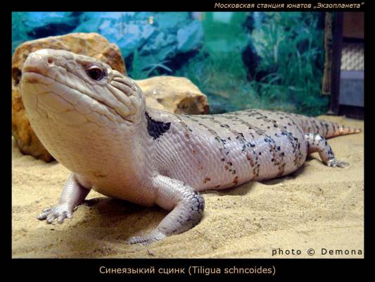 ����� ����������