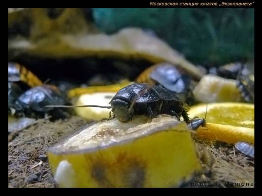 ������� � �������