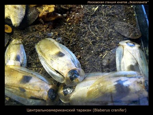 ���������������������� �������