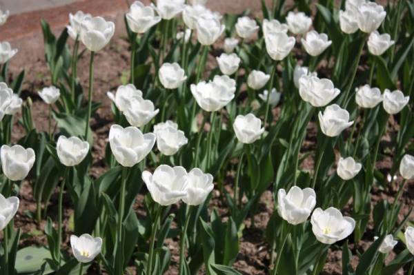 � � ����� �����