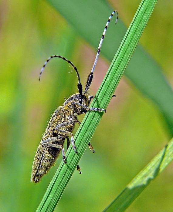 - Agapanthia villosoviridescens