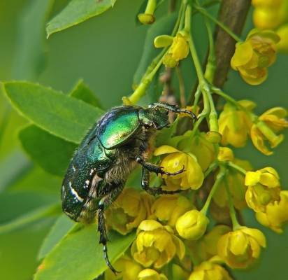 Cetonia aurata  